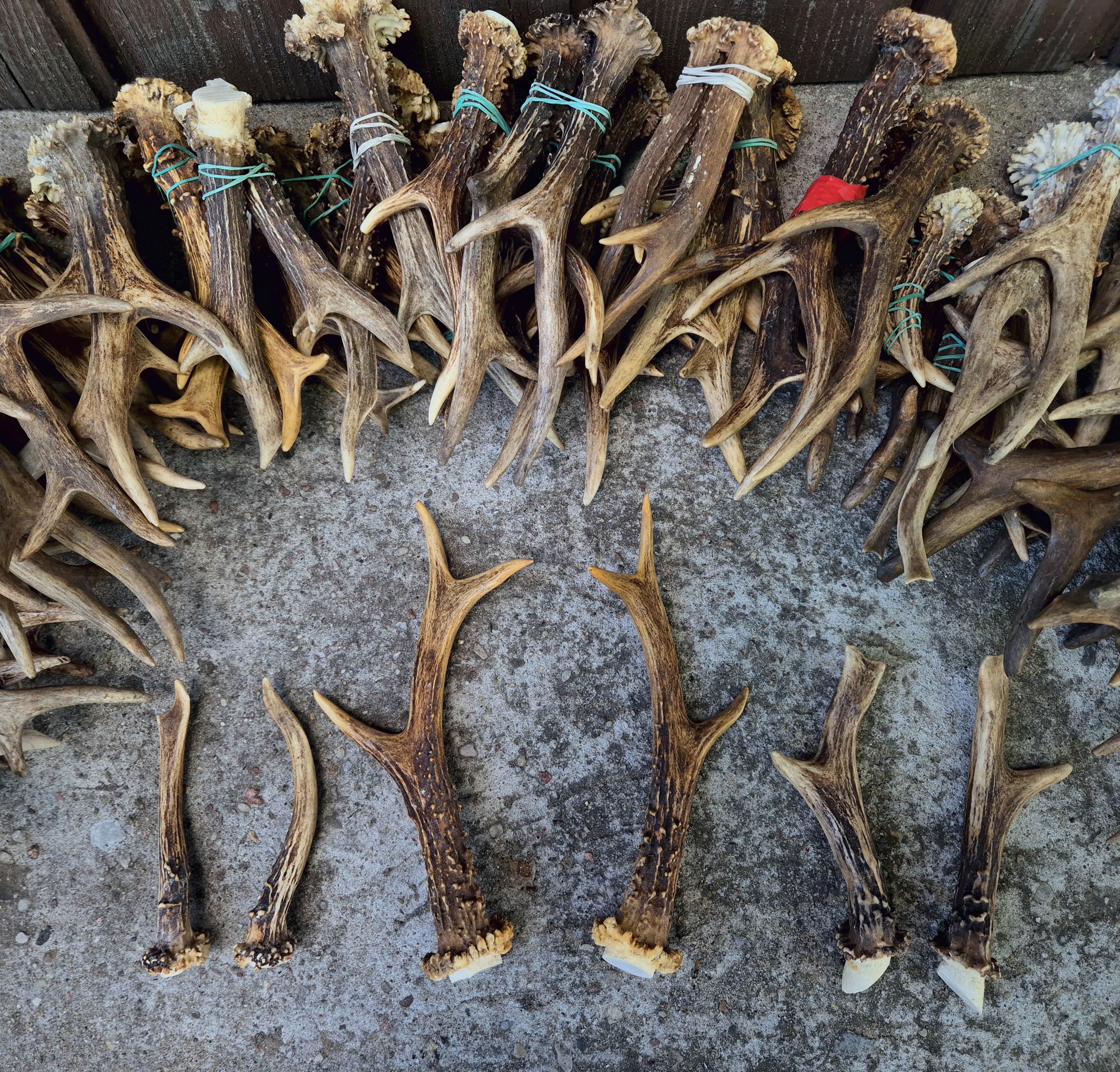 REAL Roe Deer ANTLERS – Single or Pair | Authentic Forest Find | Natural Craft Supply | Rustic Decor | Ethically Sourced Antler | Gift