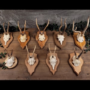 Authentischer Rehschädel auf rustikaler Holzhalterung | Vintage Wandbehang | Echtes Geweih | Von der Natur inspiriertes Dekor | Einzigartiger Cabochon Akzent | Geschenk
