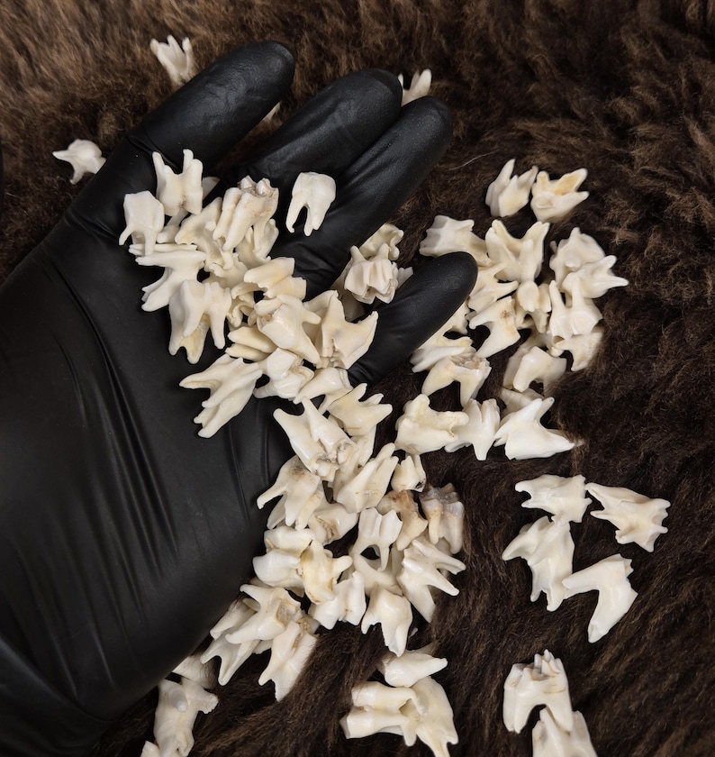 Real Roe Deer Teeth for Crafting, Witchcraft, Curiosities, Jewelry ...