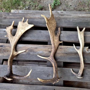 May include: Three natural deer antlers with varying shapes and sizes, featuring a textured, light brown and tan surface. Each antler displays multiple points and a curved base, showcasing the organic, weathered appearance of shed wildlife bone.