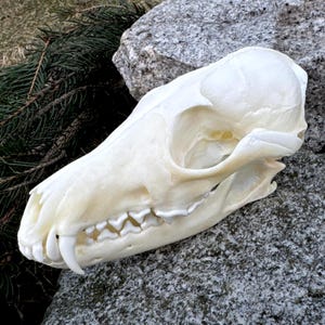 Könnte beinhalten: Ein cremefarbener Tierschädel mit sichtbaren Zähnen und Augenhöhlen, der auf einem grauen Felsen liegt. Die Knochenstruktur des Schädels ist deutlich erkennbar. Im Hintergrund sind grüne Zweige zu sehen.