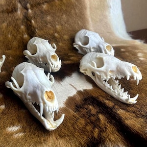 Real Fox Skull Home Decor, Natural Animal Bone Ornament for Shelf or Desk