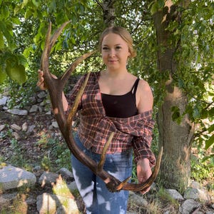 Real Red Deer Antler • Rustic Home Wall Decor • Natural Shed Antler • Cabin, Lodge, or Man Cave Display • Unique Nature Gift Idea
