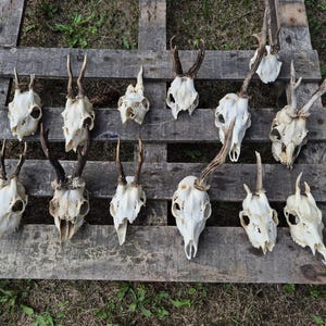 Real Roe Deer Skull – ULTRA CHEAP! Nature Bone Decor | Clearance SALE | Rustic Wall Art | Ethically Sourced Skull | Craft Supply | Present