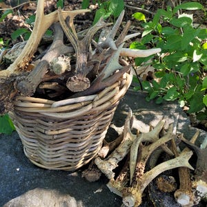 Real FOREST Roe Deer Antler | Rustic Forest Find, DIY Craft Material, Nature Decor, Bulk Antlers, Gift for Outdoorsman, Bushcraft Supply