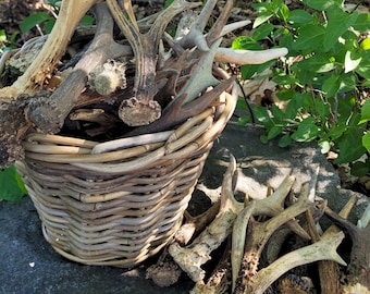 Real FOREST Roe Deer Antler | Rustic Forest Find, DIY Craft Material, Nature Decor, Bulk Antlers, Gift for Outdoorsman, Bushcraft Supply