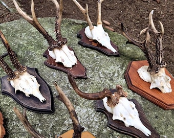 Trophy Plaque for Cabin Wall Decor - Vintage Roe Deer Skull Cap