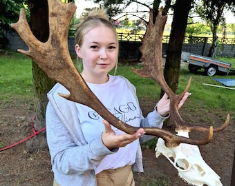 Real Fallow Deer Skull Antlers, Rustic Woodland Wall Decor Trophy