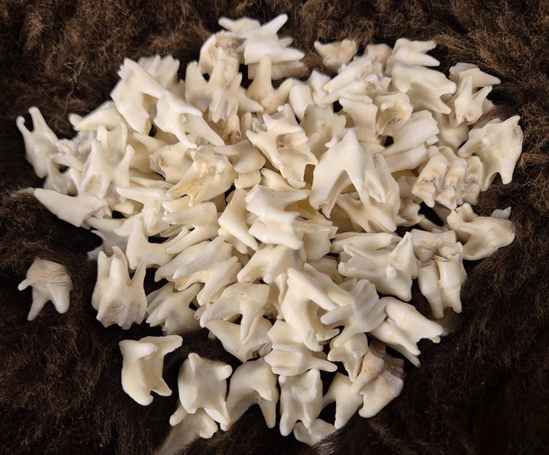 Real Roe Deer Teeth for Crafting, Witchcraft, Curiosities, Jewelry ...