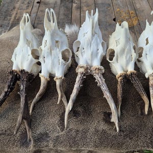 Echter Rehschädel - ethisch bezogener Tierknochen, Walddekor, natürliche Kuriosität, Schädel, Naturkunst, rustikale Wanddekoration | Geschenk