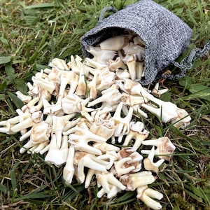 Könnte beinhalten: Eine Sammlung zahlreicher cremeweißer, mehrwurzeliger Tierzähne, die aus einem kleinen, grauen, strukturierten Stoffbeutel mit Kordelzug herausgefallen sind. Die Zähne variieren in Form und Größe und weisen bräunliche Verfärbungen an den Wurzeln auf.