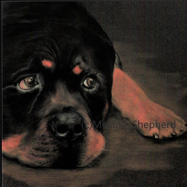 A beautiful Rottweiler dog blank glossy card for any occasion birthday, anniversary, retirement, thank you, congratulations, pet loss