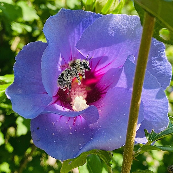 Bee collecting pollen Rose of Sharon Flower