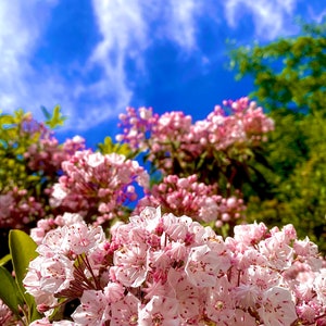 MountainLaurel