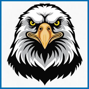 Op de afbeelding: Een close-up van de kop van een Amerikaanse zeearend met een woeste uitdrukking. De ogen van de adelaar zijn geel en zijn snavel is oranje. De veren van de adelaar zijn wit en zwart.