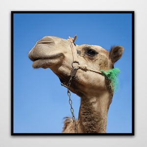 Camel Story, Camel Photography, Desert Photography Print, Printable wall art, Digital Print Ready to print out for any square ratio.
