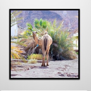 Camel Story, Camel Photography, Desert Photography Print, Printable wall art, Digital Print Ready to print out for any square ratio.