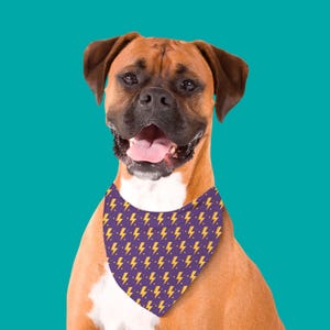Peut inclure: Un boxer brun et blanc portant un bandana violet avec un motif d'éclairs jaunes. Le chien regarde la caméra et a la bouche ouverte, montrant sa langue.