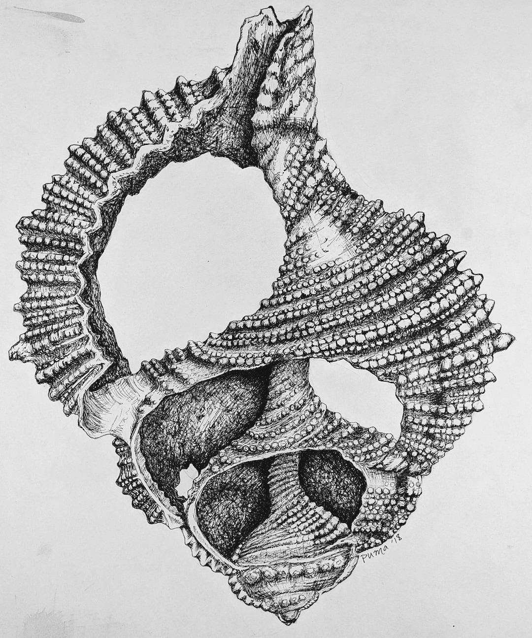 Seashell Print - Etsy