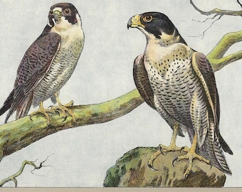 1907 PEREGRINE FALCON Print Vintage Falconry Wall Art Antique Bird Of Prey Lithograph Falconry Gift for Bird Lovers