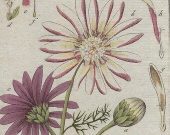 1796 ANTHEMIS PYRETHRUM, chamomile, 18th century original print, antique botanical engraving, hand colored, flowers wall art, plants art