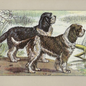 1907 Barbet Print Vintage French Water Dog Wall Art Antique Hunting Dog Lithograph Dog Lover Wall Decor Gift for Cabin or Lodge Decor