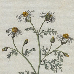 Grabado botánico de la planta con sus flores ANTHEMIS COTULA, Manzanilla hedionda. Grabado de Johannes Zorn, coloreado a mano original y publicado en Ámsterdam por Jan Christiaan Sepp en 1796.