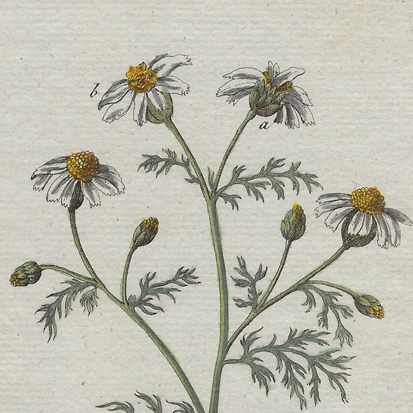 1796 ANTHEMIS COTULA, chamomile, 18th century original print, antique botanical engraving, hand colored, flowers wall art, plants decoration