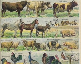 1922 DOMESTIC ANIMALS, farm - Original antique print Larousse - Vintage French illustration - scrappbook decor