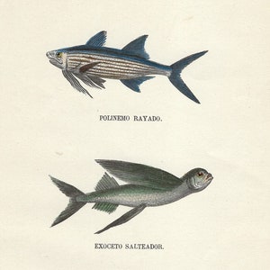 1854 - Antique Fish Engraving Ocean Life Print Vintage Fishes Print Hand Colored Marine Life Print Fishing Artwork Fisherman Gift Sea Lovers