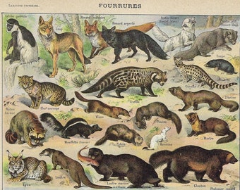 1922 FUR ANIMALS- Original antique print Larousse - Vintage French illustration - furry, scrappbook decoration