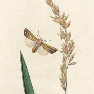Impresión antigua de mariposa de 1827, grabado coloreado a mano, impresión antigua de insectos, decoración de pared antigua, arte mural botánico, impresión de plantas de jardín, obra de arte