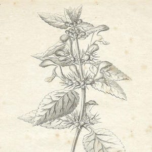 1825年アンティーク植物プリントヴィンテージ植物エッチング素朴な装飾ギフトお母さんへの贈り物ホールオフィスまたは田舎の家の花の壁アート