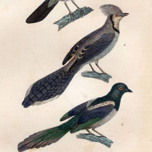 Grabado antiguo de 1837 de arrendajo azul y urraca, obra de arte original de aves coloreada a mano, arte mural vintage de córvidos, rara decoración francesa de historia natural.