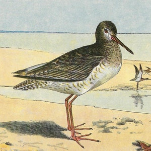 1907 Piovanello comune Stampa Uccelli d'epoca Litografia Uccelli Arte murale Vintage Bird Watcher Regalo Stampa Decorazione per la casa Uccelli da gioco Stampa antica