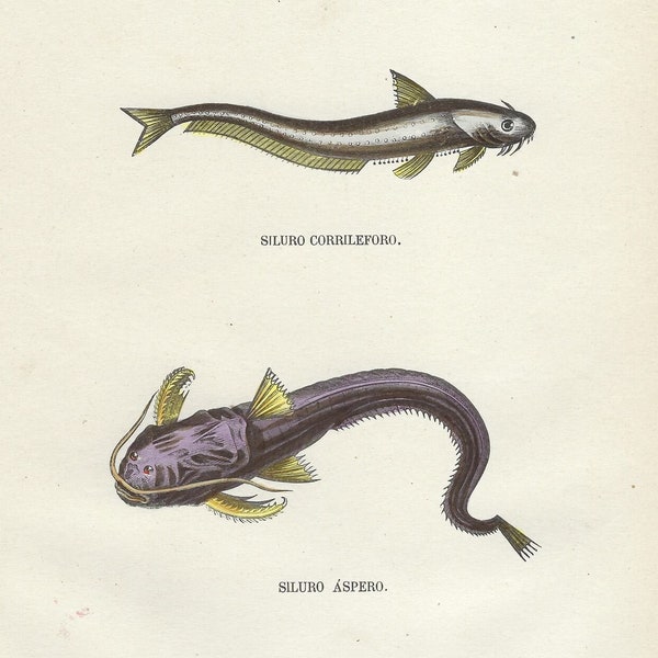 1854 MARINE FAUNA, Catfish, Antique Fish Print, Antique Oceanography Print, Original Hand Colored, Marine Life Print