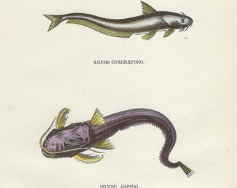 1854 Antique Freshwater Fish Print Vintage Lithograph Rustic Fishing Wall Art Lake Cabin Decoration River House Lodge Angler Artwork