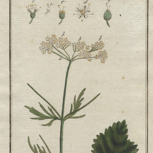 1796 PIMPINELLA ANISUM, Anís - grabado botánico coloreado a mano original del siglo 18 - impresión antigua, flores, plantas