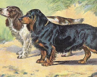 1907 BLACK SPANIEL Print, Vintage Spaniel Wall Art, Original Hunting Dog Artwork, Collectible Spaniel Illustration, Dog Owner Gift