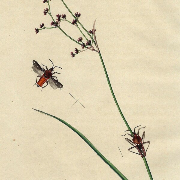 1824 VELIA RIVULORUM, Juncus articulatus, originaler handkolorierter Gravurdruck von Botanik und Entomologie, Blumen, Insekten aus dem 19. Jahrhundert