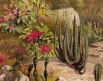 1903 SPURGE EUPHORBIA Print Original Botanical Lithograph Antique Plants Print Home Decor Vintage for Gift Flowers Wall Art Natural History