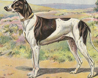 Grabado inglés antiguo de 1907, litografía original de perro de caza, arte mural de perro pointer, arte de perro deportivo, galería de perros para pared