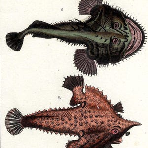 1836 Antique Fishes Print Hand Colored Deep Water Fishing Print Ocean Life Vintage Anglerfish Print Gift Antique Goosefish Print