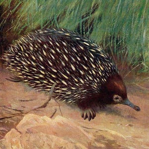 May include: A watercolour painting of an echidna, a spiky mammal with a long snout, traversing a sandy terrain. The background shows green grass and a rocky area. The artwork is signed by W. Küstner.