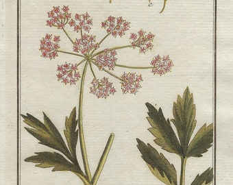 1796 PIMPINELLA MAGNA, 18th century original print, antique botanical engraving, hand colored, flowers wall art, plants gifted decore