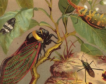 1903 Vintage Cicada Print Exotic Insect Art Passion Flower Lithograph Original Entomology Wall Decor Science Nature Lover Gift