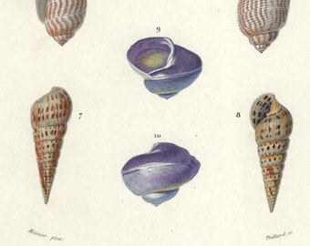 1849 Antique Print of MOLLUSCS, GASTEROPODS, hand colored, Original Print, Orbigny Natural History, 19th Century Wall Art