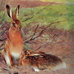 Stampa antica di lepre del 1901 Galleria d'arte di lepre d'epoca Stampa di coniglio d'epoca Arte murale Poster sulla fauna selvatica Arte della natura per regalo Decorazione regalo di cabina Lodge