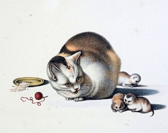 1827 Antique original hand colored print - Mind Gottfried 'the Raphael of cats' - Mother cat playing with three kittens puppies.