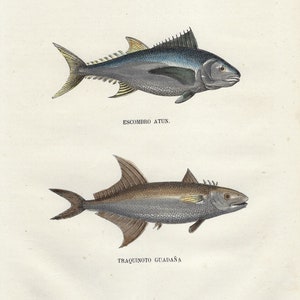 1854 - Antique FISH Print Vintage Sea Life Engraving Hand Colored Fishing Artwork Fish Print Wall Art Fisherman Gift Ocean Life Illustration